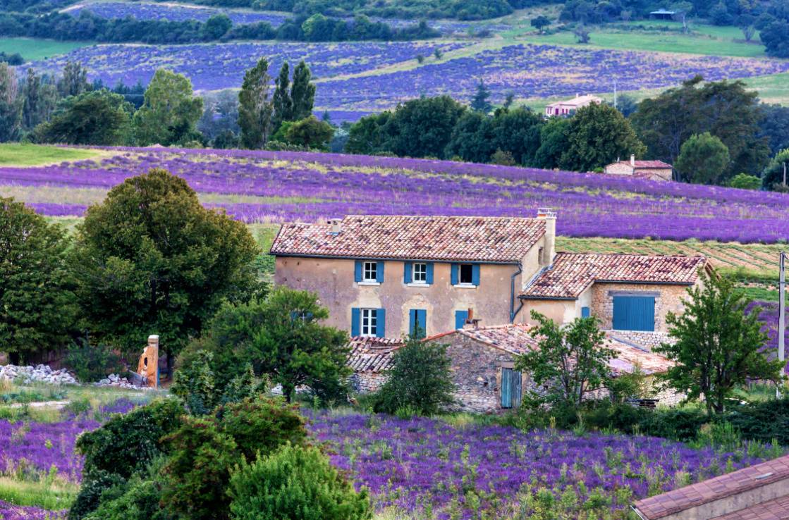 Provence lavender